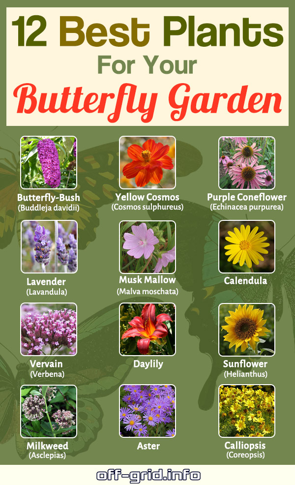 12 Best Plants For Your Butterfly Garden 