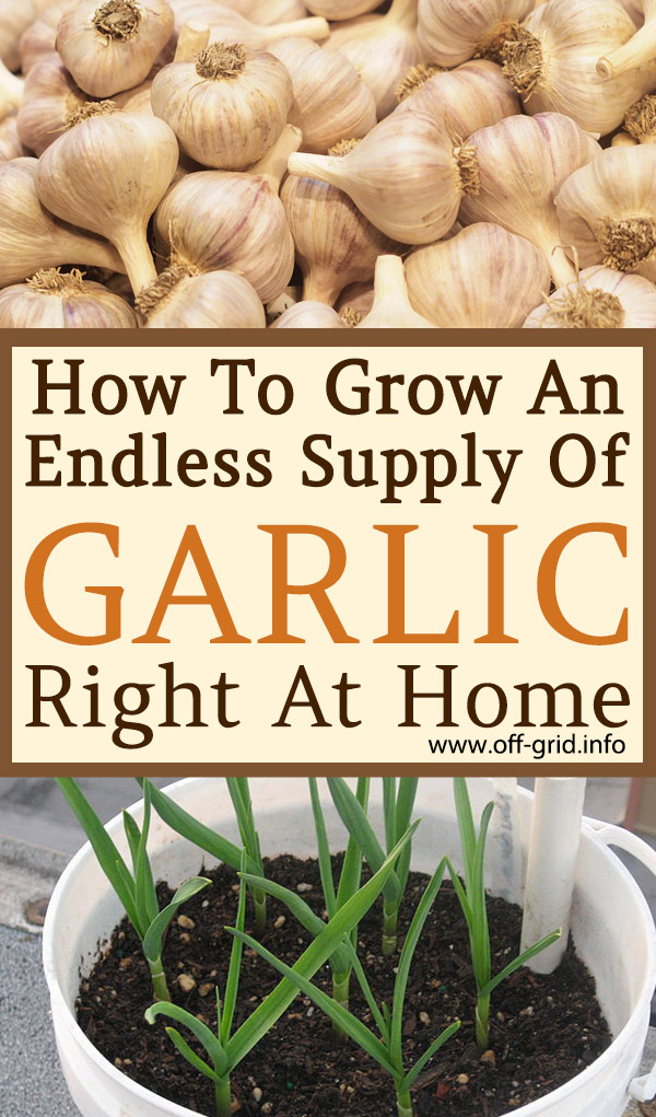 How To Grow An Endless Supply Of Garlic Right At Home