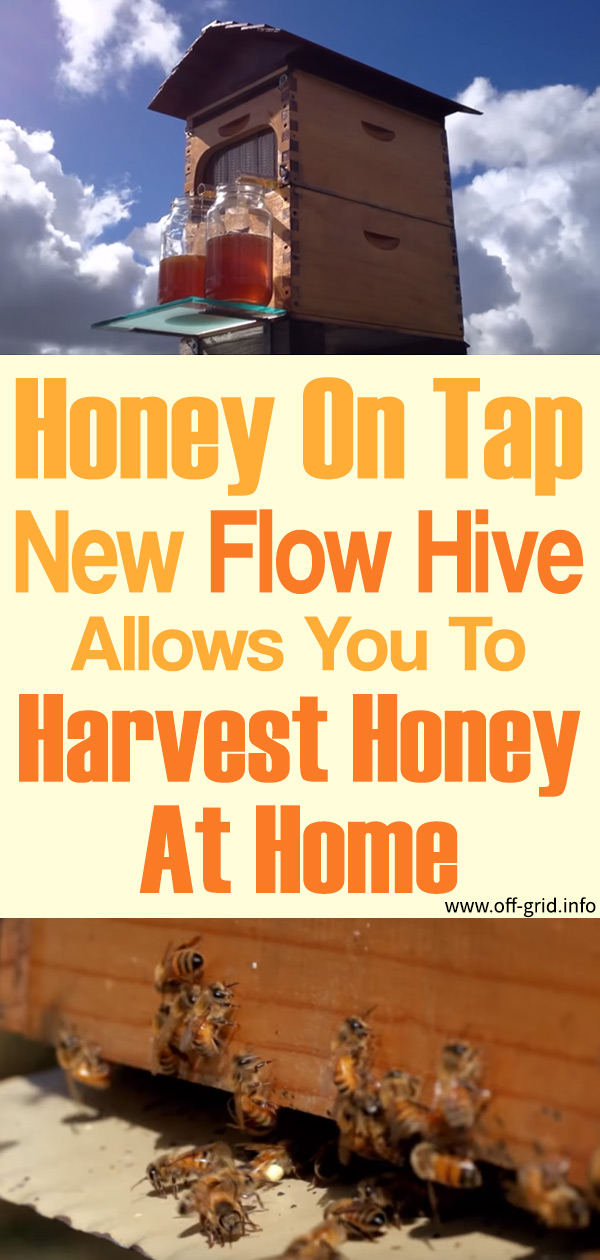 Honey On Tap – New Flow Hive Allows You To Harvest Honey At Home