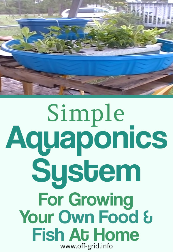 Amazing Simple Aquaponics System For Growing Your Own Food & Fish At Home
