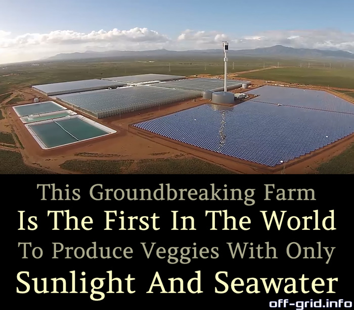 This Groundbreaking Farm Is The First In The World To Produce Veggies With Only Sunlight And Seawater