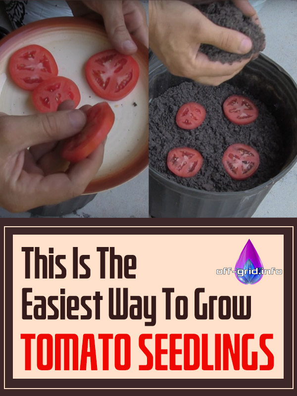 This Is The Easiest Way To Grow Tomato Seedlings