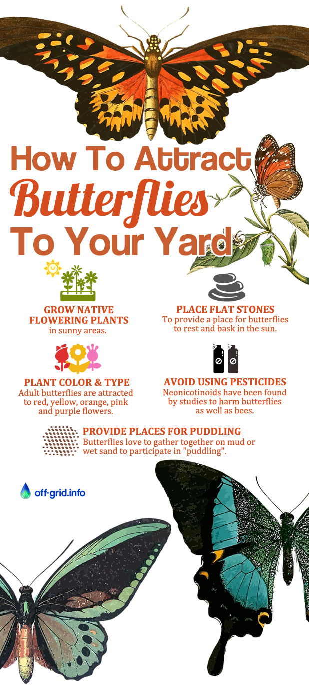 How Attract Butterflies To Your Yard