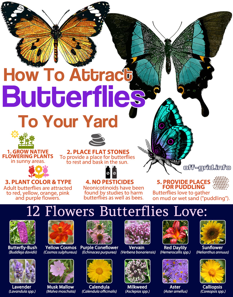 How To Attract Butterflies To Your Yard 5 Ways Off Grid