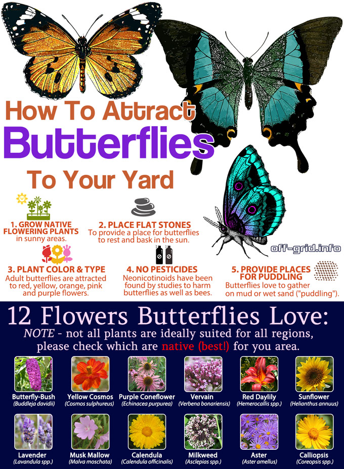 How To Attract Butterflies To Your Yard