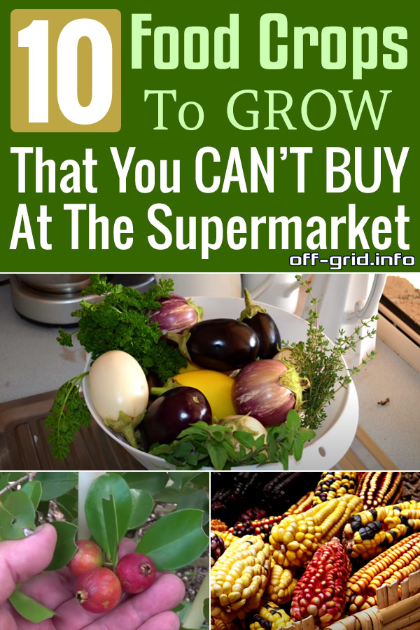 10 Food Crops To GROW That You CAN'T BUY At The Supermarket