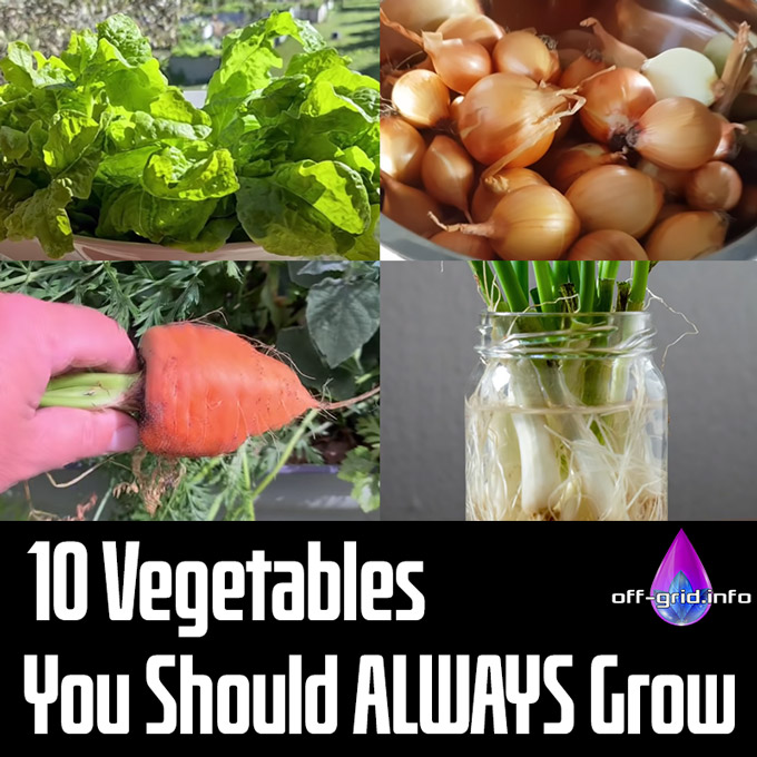 10 Vegetables You Should ALWAYS Grow