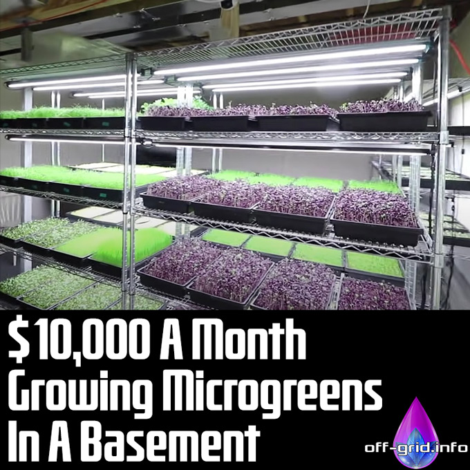 $10,000 A Month Growing Microgreens In A Basement