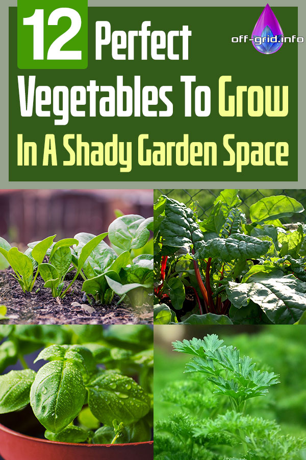 12 Perfect Vegetables To Grow In A Shady Garden Space