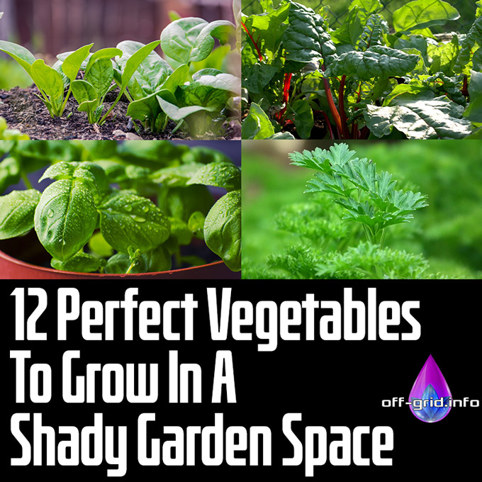 12 Perfect Vegetables To Grow In A Shady Garden Space
