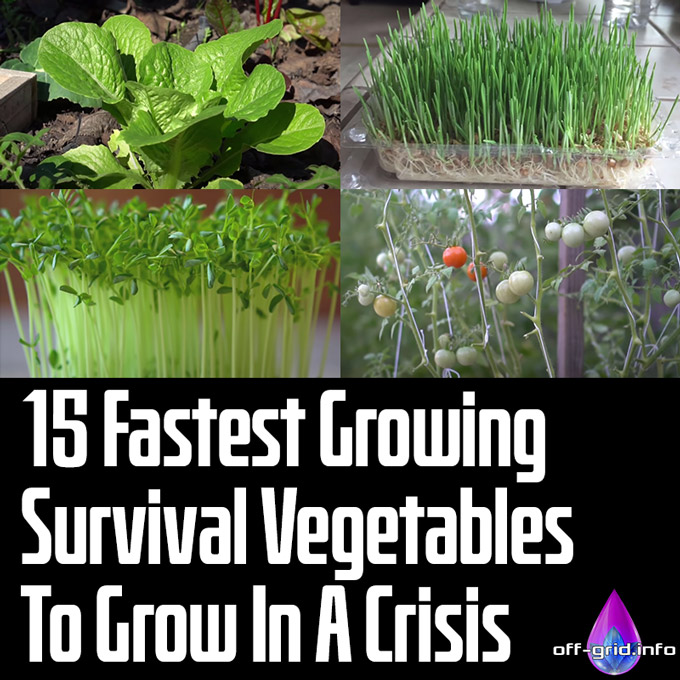 15 Fastest Growing Survival Vegetables To Grow In A Crisis