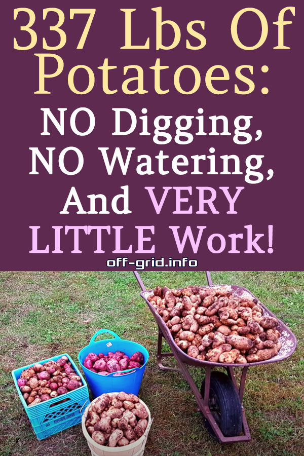 337 Lbs Of Potatoes – NO Digging, NO Watering, And VERY LITTLE Work