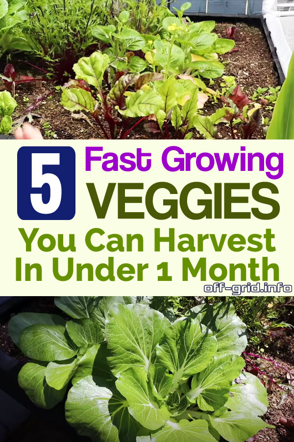 5 Fast Growing Veggies You Can Harvest In Under 1 Month