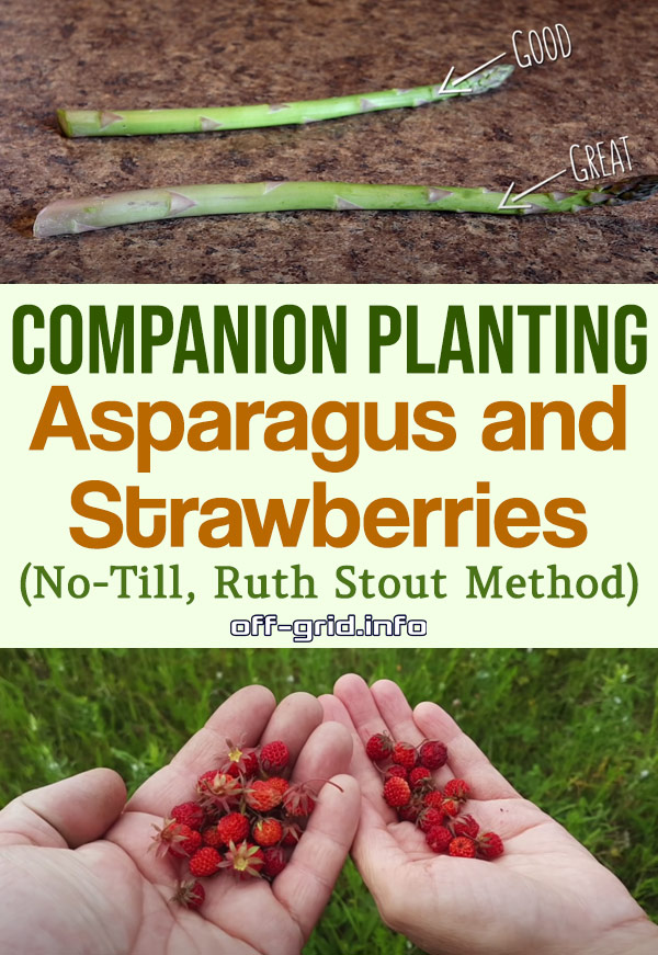 Companion Planting - Asparagus And Strawberries (No-Till, Ruth Stout)