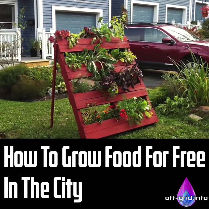 How To Grow Food For Free In The City