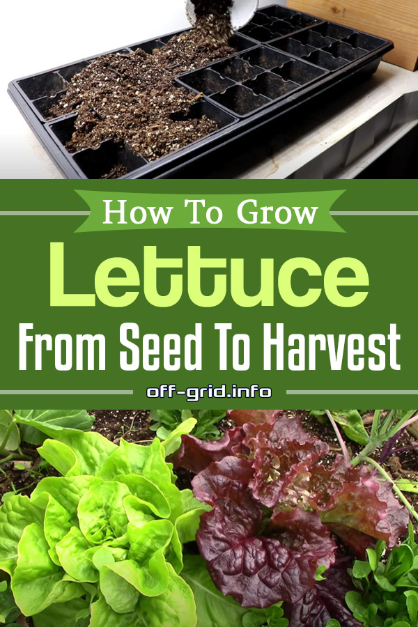 How To Grow Lettuce From Seed To Harvest