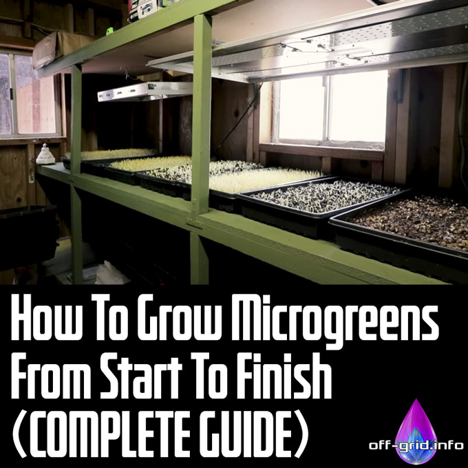 How To Grow Microgreens From Start To Finish (COMPLETE GUIDE)