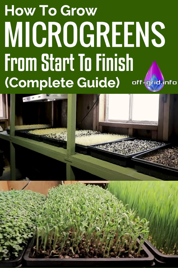 How To Grow Microgreens From Start To Finish (COMPLETE GUIDE)