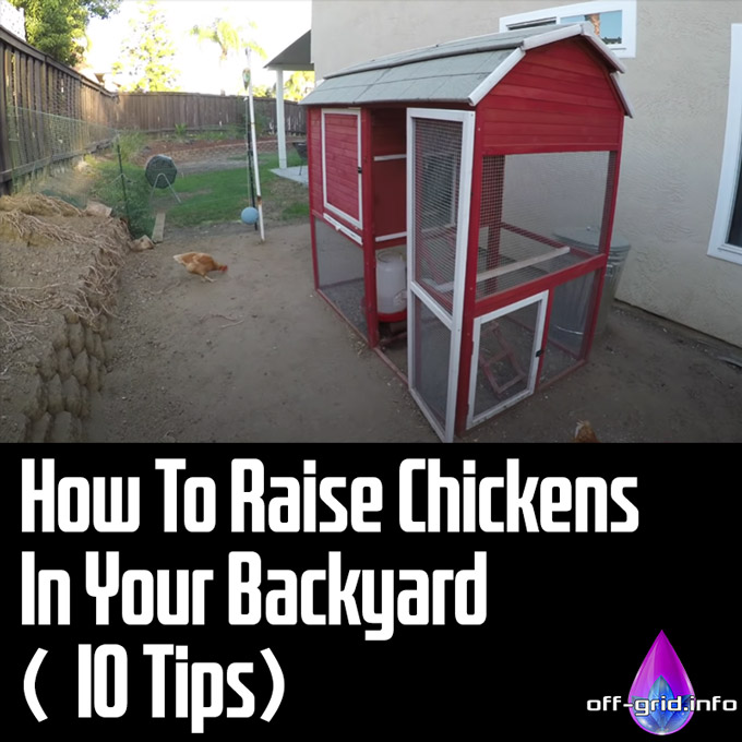 How To Raise Chickens In Your Backyard (10 Tips)