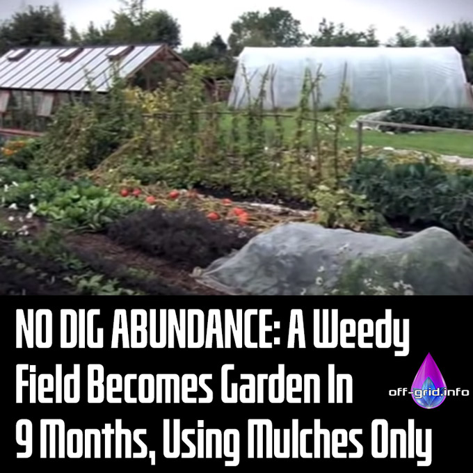 NO DIG ABUNDANCE, A Weedy Field Becomes Garden In 9 Months, Using Mulches Only