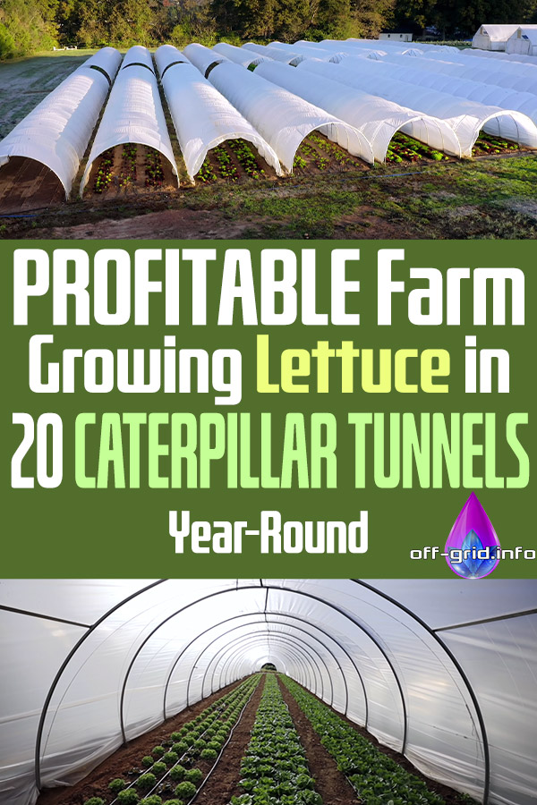 PROFITABLE Farm Growing Lettuce In 20 CATERPILLAR TUNNELS Year-Round