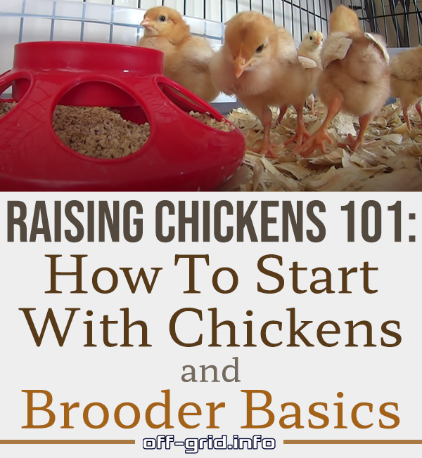 Raising Chickens 101 How to Start With Chickens And Brooder Basics