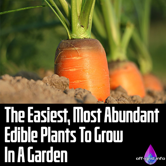 The Easiest, Most Abundant Edible Plants To Grow In A Garden (Gardening In A Cold Climate)