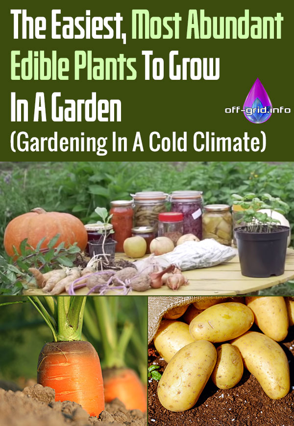 The Easiest, Most Abundant Edible Plants To Grow In A Garden