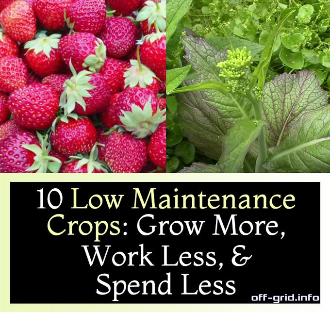 10 Low Maintenance Crops Grow More, Work Less, & Spend Less
