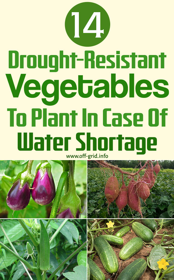14 Drought-Resistant Vegetables To Plant In Case Of Water Shortage