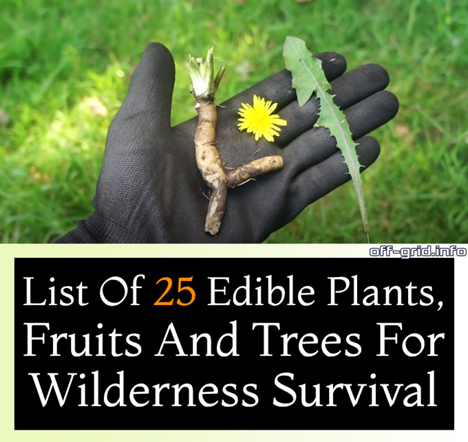25 Edible Plants, Fruits And Trees For Wilderness Survival