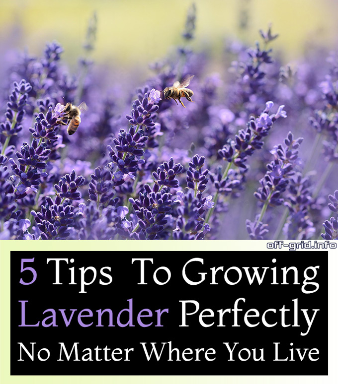 5 Tips To Growing Lavender Perfectly No Matter Where You Live