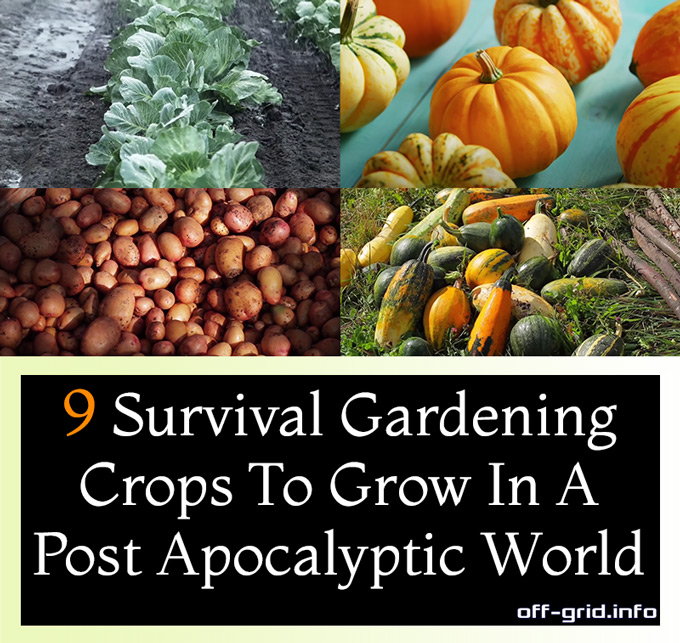 9 Survival Gardening Crops To Grow In A Post Apocalyptic World