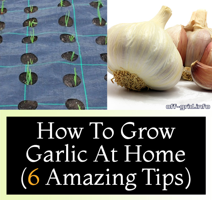 How To Grow Garlic At Home (6 Amazing Tips)