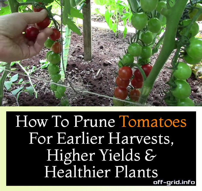 How To Prune Tomatoes For Earlier Harvests, Higher Yields & Healthier Plants