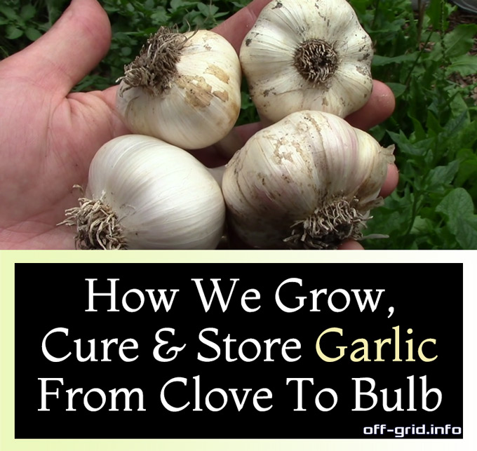 How We Grow, Cure & Store Garlic From Clove To Bulb