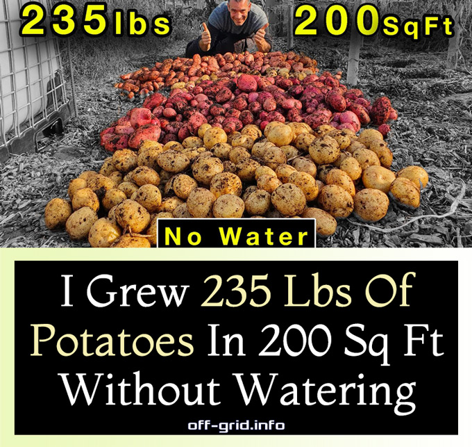 I Grew 235 Lbs Of Potatoes In 200 Sq Ft Without Watering