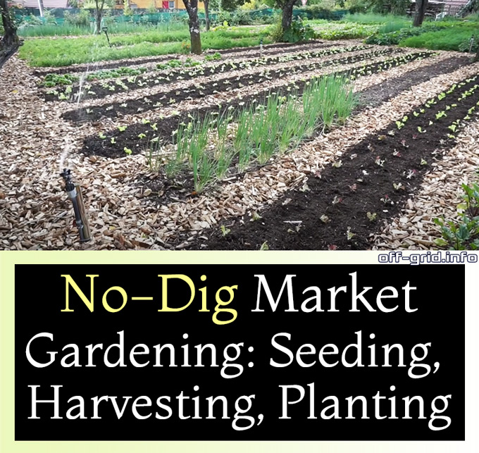 No-Dig Market Gardening: Seeding, Harvesting, Planting