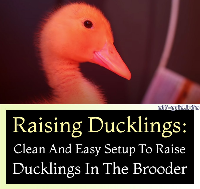 Raising Ducklings - Clean And Easy Setup To Raise Ducklings In The Brooder