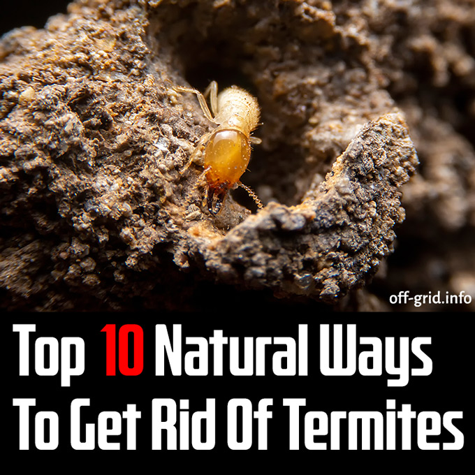 Top 10 Natural Ways To Get Rid Of Termites
