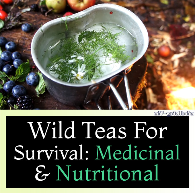 Wild Teas For Survival - Medicinal & Nutritional
